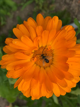 Load image into Gallery viewer, Calendula Seeds