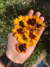 Load image into Gallery viewer, Dyer's Coreopsis Seeds
