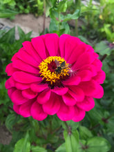 Load image into Gallery viewer, Zinnia Seeds