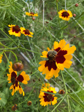 Load image into Gallery viewer, Dyer's Coreopsis Seeds