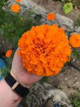 Load image into Gallery viewer, Marigold Seeds