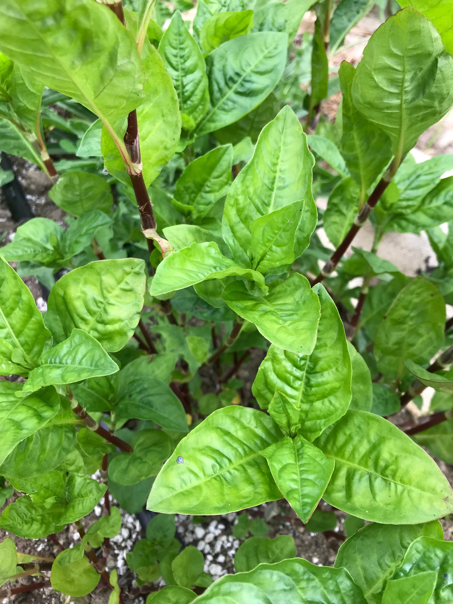 indigo plant seeds online Indigo Seeds – bedhead fiber
