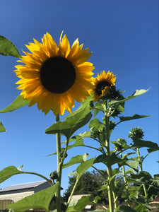 Hopi Black Dye Sunflower Seeds (Organic)