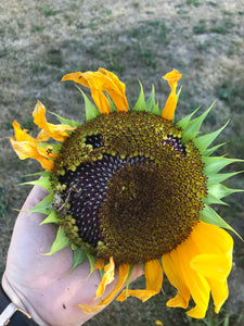Hopi Black Dye Sunflower Seeds (Organic)