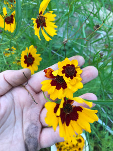 Dyer's Coreopsis Seeds