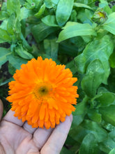Load image into Gallery viewer, Calendula Seeds