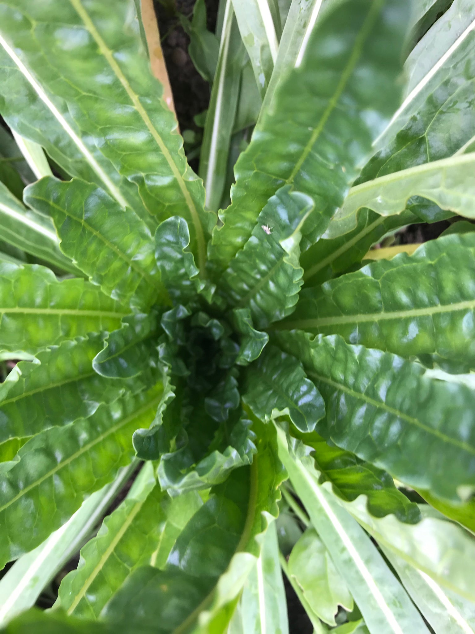 weld plant seeds Weld Seeds – bedhead fiber