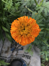 Load image into Gallery viewer, Marigold Seeds