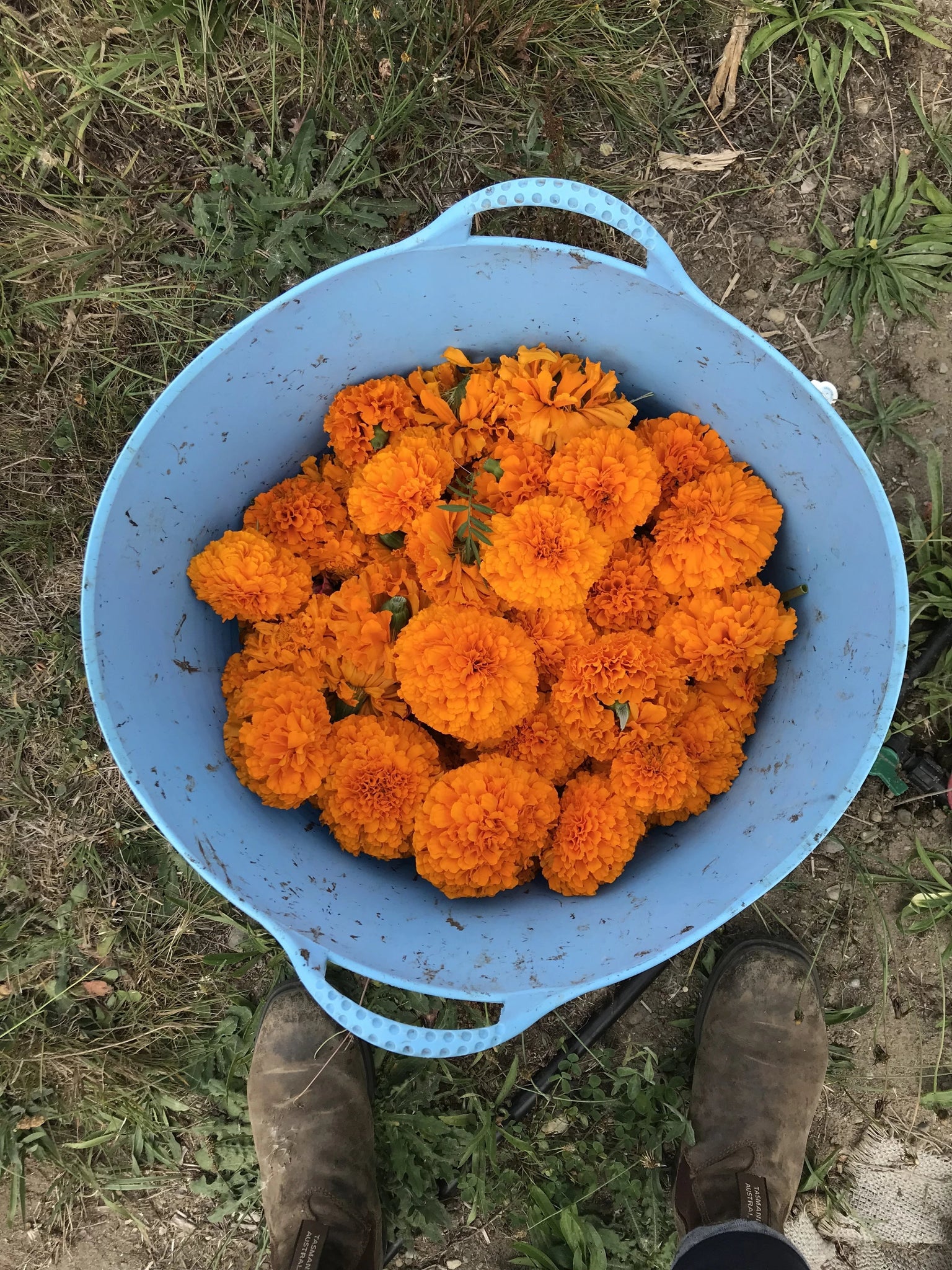 giant orange marigold seeds Marigold Seeds – bedhead fiber